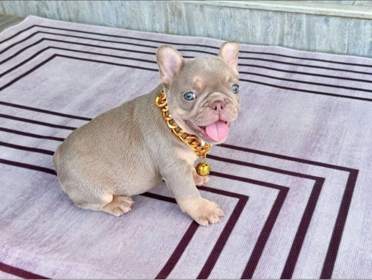 เฟรนบลูด็อก อิสเบลล่าแทนนิวเฉด ชาย รูปที่ 4