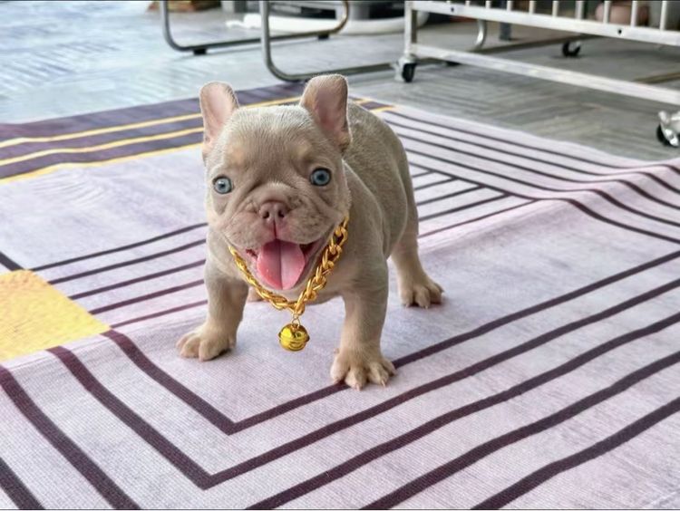 เฟรนบลูด็อก อิสเบลล่าแทนนิวเฉด ชาย รูปที่ 8