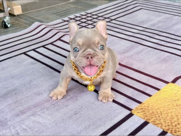 เฟรนบลูด็อก อิสเบลล่าแทนนิวเฉด ชาย รูปที่ 6