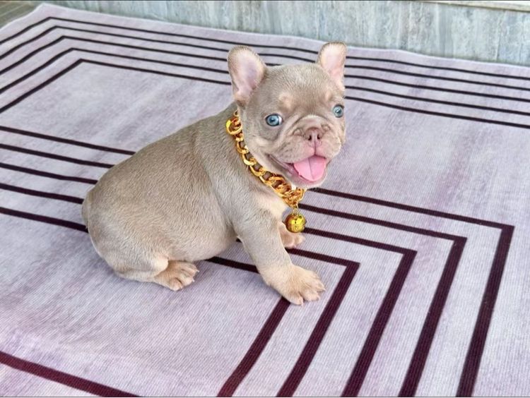 เฟรนบลูด็อก อิสเบลล่าแทนนิวเฉด ชาย รูปที่ 5