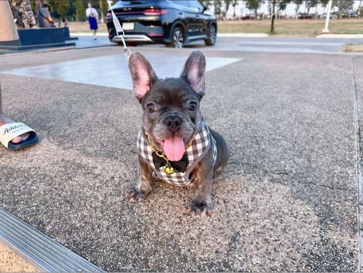 เฟรนบลูด็อก บลูติดเสือ หญิง รูปที่ 9