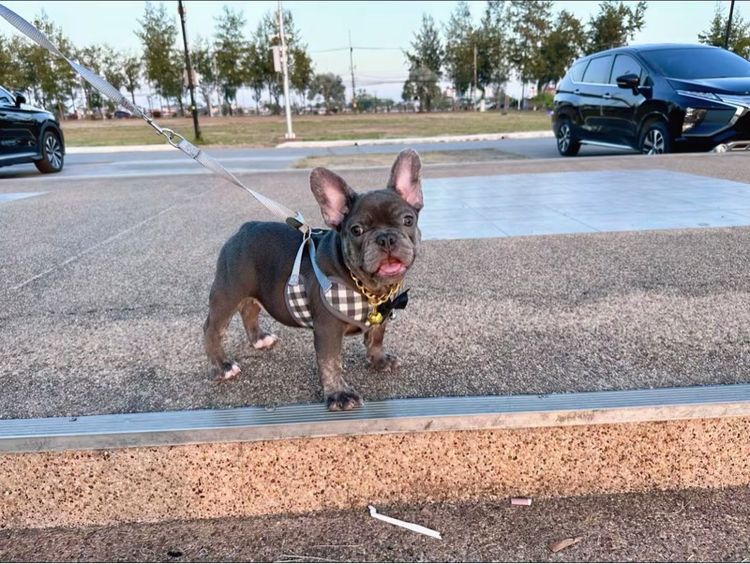 เฟรนบลูด็อก บลูติดเสือ หญิง รูปที่ 2