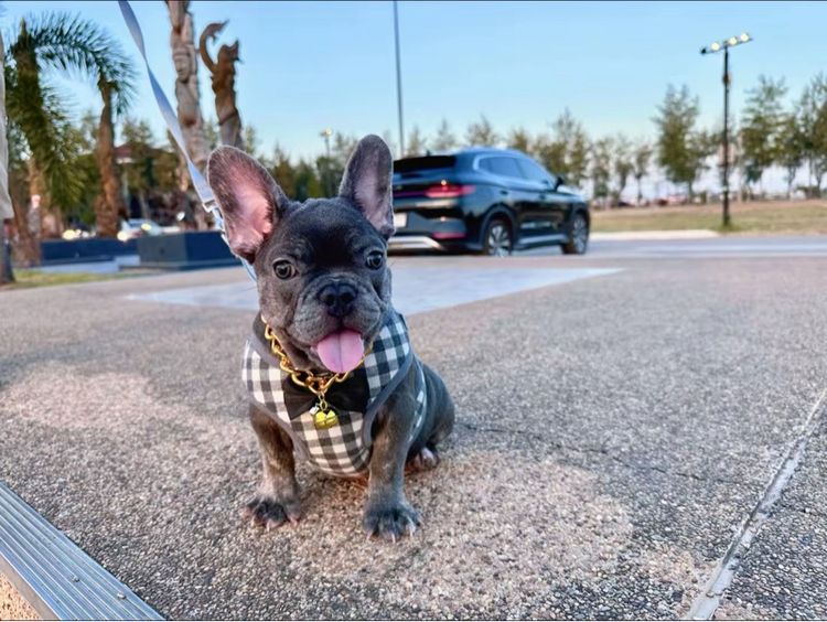 เฟรนบลูด็อก บลูติดเสือ หญิง รูปที่ 10