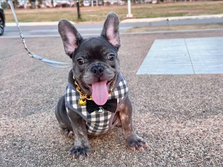 เฟรนบลูด็อก บลูติดเสือ หญิง รูปที่ 7