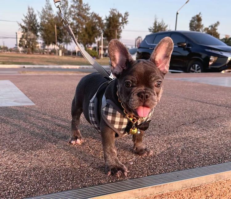 เฟรนบลูด็อก บลูติดเสือ หญิง รูปที่ 15