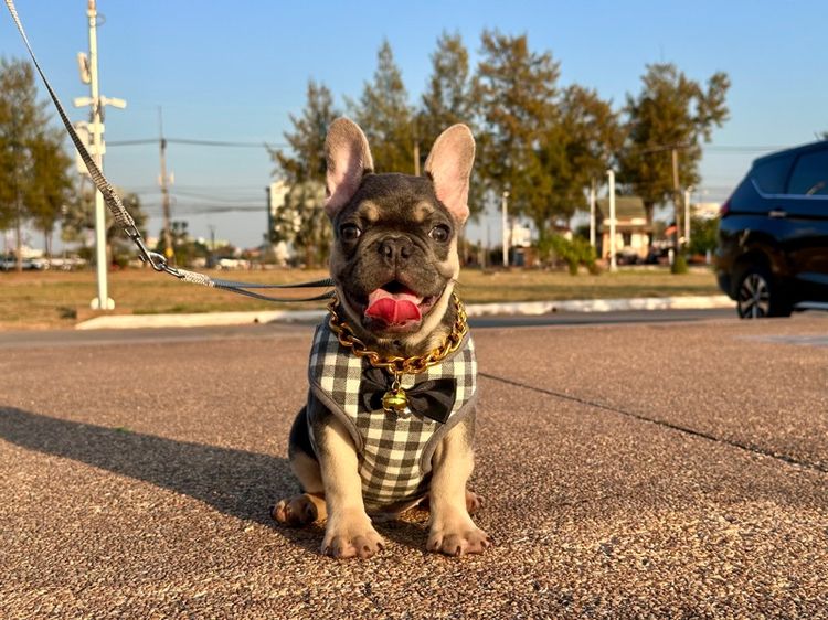 เฟรนบลูด็อก ไลแลค ชาย รูปที่ 3