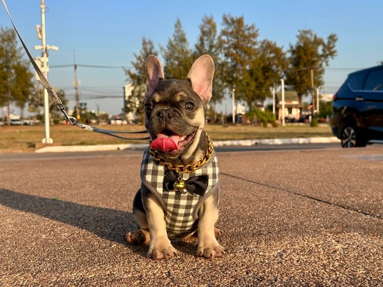 เฟรนบลูด็อก ไลแลค ชาย รูปที่ 4