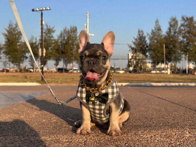 เฟรนบลูด็อก ไลแลค ชาย รูปที่ 5