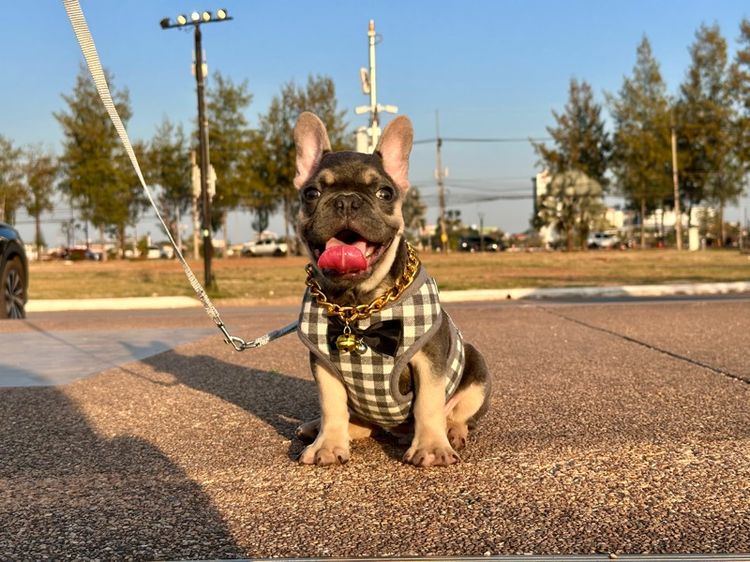 เฟรนบลูด็อก ไลแลค ชาย รูปที่ 10