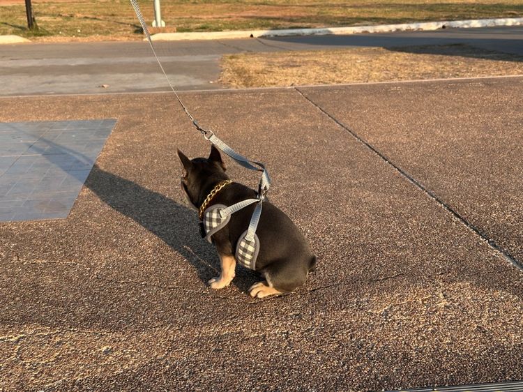 เฟรนบลูด็อก ไลแลค ชาย รูปที่ 12