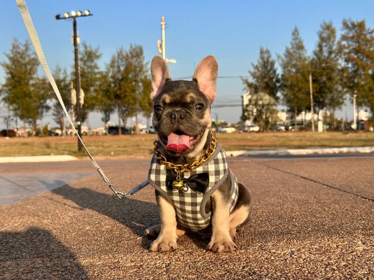 เฟรนบลูด็อก ไลแลค ชาย รูปที่ 8