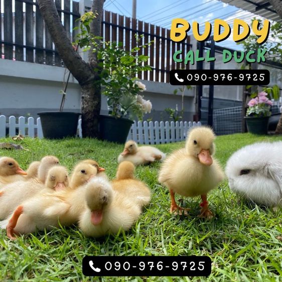 เป็ดคอลดั๊ก แท้ชัวร์ ขาวจั๊ว เป็ดเล็ก โต มีให้เลือกเยอะ รูปที่ 5