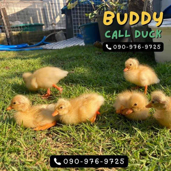 เป็ดคอลดั๊ก แท้ชัวร์ ขาวจั๊ว เป็ดเล็ก โต มีให้เลือกเยอะ รูปที่ 2