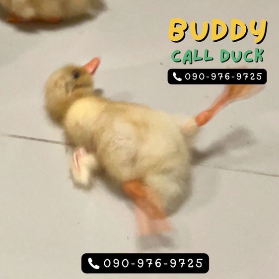 เป็ดคอลดั๊ก แท้ชัวร์ ขาวจั๊ว เป็ดเล็ก โต มีให้เลือกเยอะ รูปที่ 4