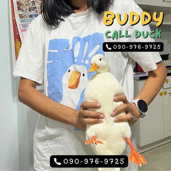 เป็ดคอลดั๊ก แท้ชัวร์ ขาวจั๊ว เป็ดเล็ก โต มีให้เลือกเยอะ