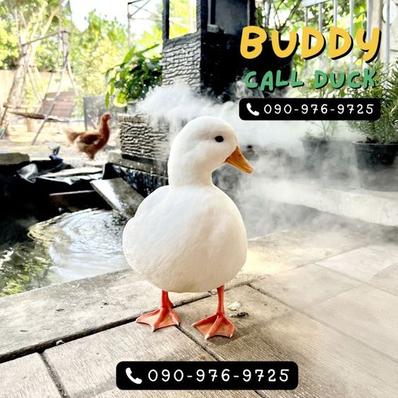 เป็ดคอลดั๊ก แท้ชัวร์ ขาวจั๊ว เป็ดเล็ก โต มีให้เลือกเยอะ รูปที่ 3