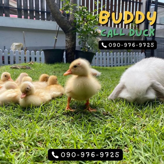 ลูกเป็ดคอลดั๊ก โตมาสีขาว แท้แน่นอน