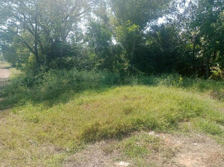 ขายที่ดินสวยราคาถูก 1ไร่37 ตรว. ใกล้มศว.องครักษ์อยู่ในแหล่งชุมชน ทำหอพักค้าขายได้ เลดีติดถนน