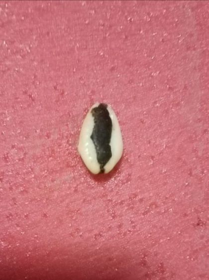 เบี้ยแก้อุดชันโรงไม่ทราบที่ รูปที่ 2