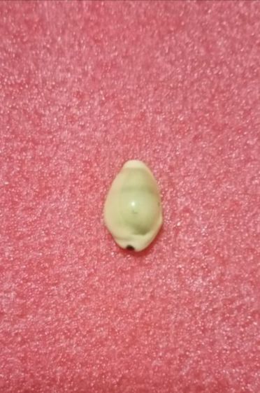 เบี้ยแก้อุดชันโรงไม่ทราบที่