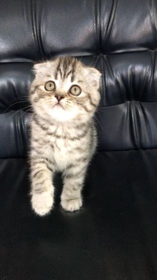 แมวสก็อตติสโฟลด์ เพศเมีย รูปที่ 5