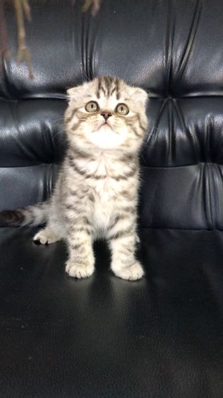 แมวสก็อตติสโฟลด์ เพศเมีย รูปที่ 2