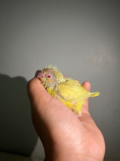 ฟอพัส ฟอลโล่พายกรีน รูปที่ 3