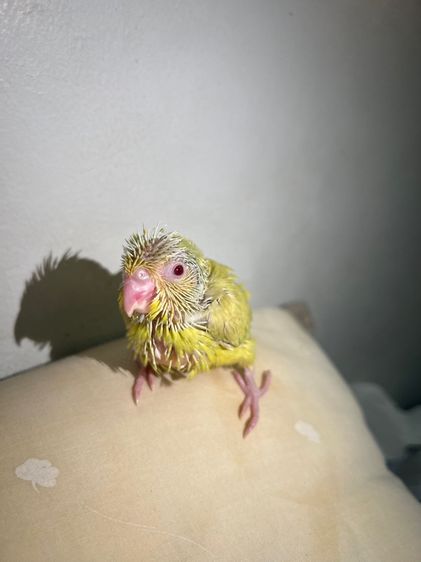 ฟอพัส ฟอลโล่พายกรีน รูปที่ 6