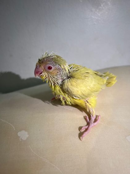 ฟอพัส ฟอลโล่พายกรีน