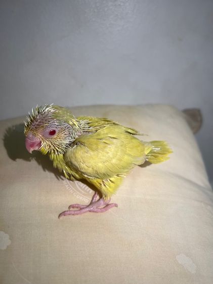 ฟอพัส ฟอลโล่พายกรีน รูปที่ 7