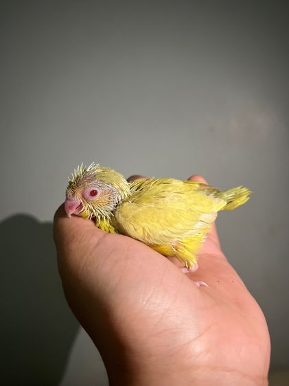 ฟอพัส ฟอลโล่พายกรีน รูปที่ 2