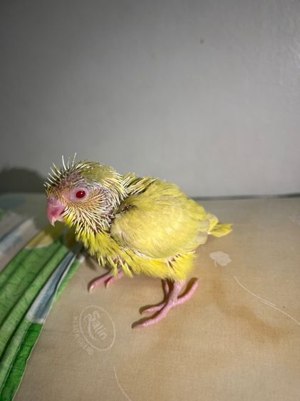 ฟอพัส ฟอลโล่พายกรีน รูปที่ 5