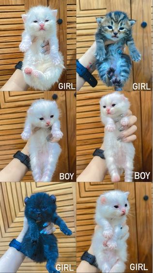 อเมริกัน เคิร์ล (American Curl) แมวอเมริกันเคิร์ล