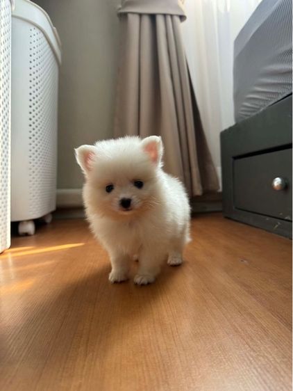 ปอมแท้ราคาถูก