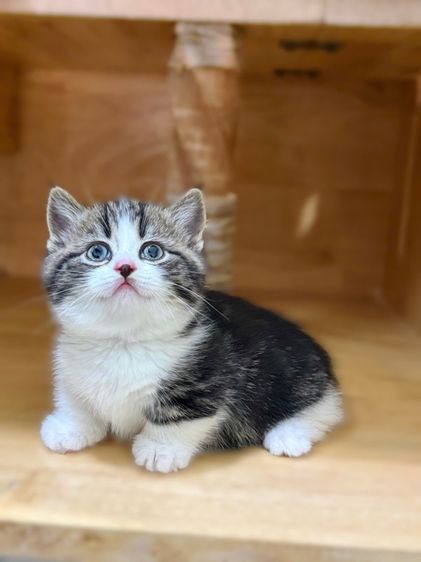 มันช์กิ้น (Munchkin) ดญ ขาสั้น