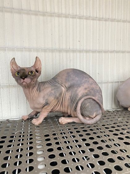 เพศเมีย 