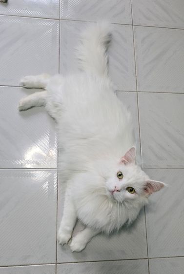 แมวเมนคูนแท้ รูปที่ 12