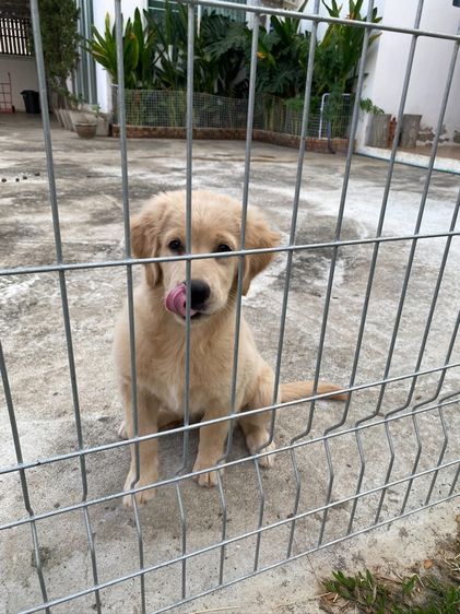 โกลเด้นรีทรีฟเวอร์ (Golden Retriever) ใหญ่ น้องโกลเด้นแท้