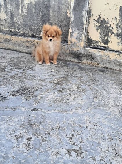 ปอมเมอเรเนียน (Pomeranian) เล็ก ปอม ผู้ 5 เดือน แบ่งปันเบาๆ