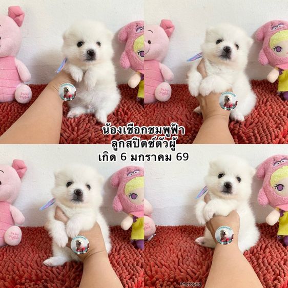 อื่นๆ กลาง ลูกสปิตซ์แท้ 18 ตัวผู้และตัวเมีย หาบ้าน มีให้เลือกหลายตัว เล่นเก่ง กินเก่ง แข็งแรง หาบ้านค่ะ