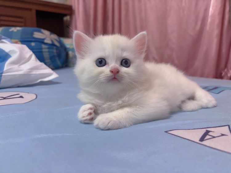 เปิดจองลูกแมวสก็อตติช รูปที่ 3