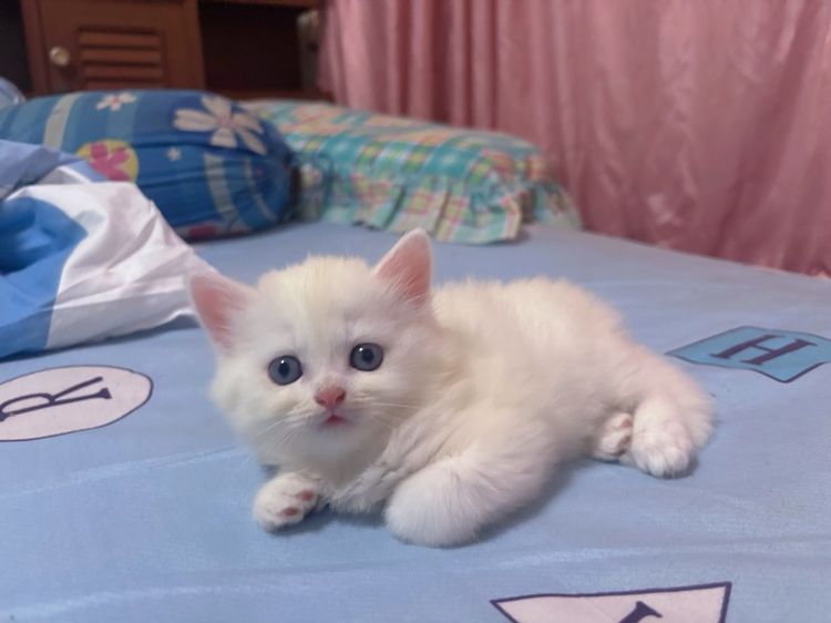 เปิดจองลูกแมวสก็อตติช รูปที่ 2