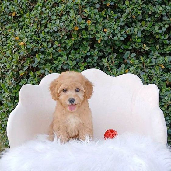 พุดเดิ้ล (Poodle) เล็ก พุดเดิ้ลทอย(ผู้)เชียงใหม่