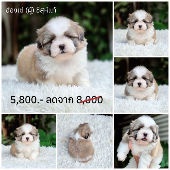ชิสุ (Shih Tzu) เล็ก ชิสุแท้ ชิสุผสมปักกิ่ง