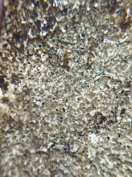 พระสมเด็จวัดระฆังพิมพ์เส้นดายเนื้อเก่าสวยมาก หายาก รูปที่ 12