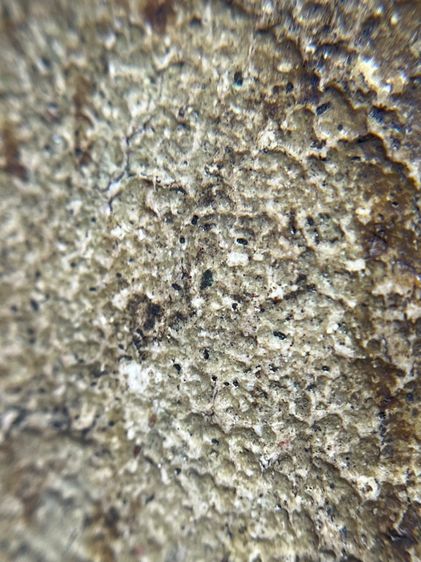 พระสมเด็จวัดระฆังพิมพ์เส้นดายเนื้อเก่าสวยมาก หายาก รูปที่ 13