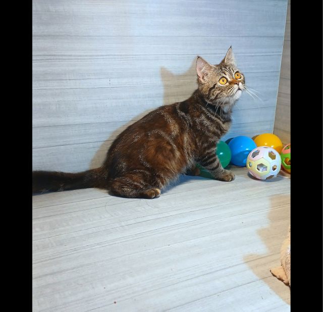 สก็อตติช โฟลด์ (Scottish Fold) แมวสก้อตติช  เพศเมีย วัคซีนแล้ว1เข็มก่อนย้ายตรวจหัดแมวฟรี รับประกันเอดส์แมวกับรูคีเมียสนใจถามก่อนได้ขี้อ้อนไม่หวงตัวคะ