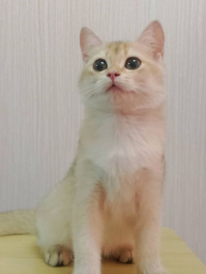 แมวบริติช รูปที่ 9