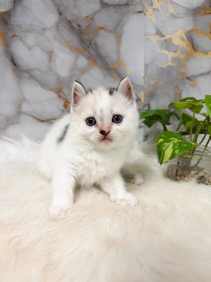 สก๊อตติสผสมเปอร์เซีย รูปที่ 2