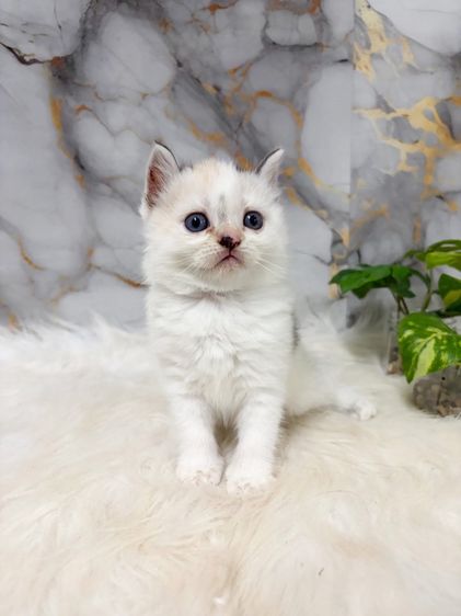 สก็อตติช โฟลด์ (Scottish Fold) สก๊อตติสผสมเปอร์เซีย